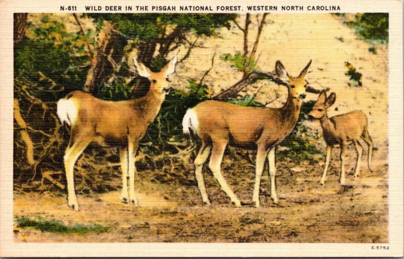 Vintage Postcard Wild Deer Pisgah National Forest North Carolina NC