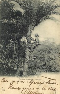 ceylon, Native drawing Toddy, Cocoanut Palm (1903) Postcard