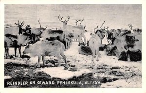 Reindeer - Seward Peninsula, Alaska AK