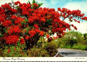 Hawaii Beautiful Hawaiian Royal Poinciana Tree In Full Bloom