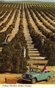 Picking Florida's golden oranges Picking Florida's golden oranges