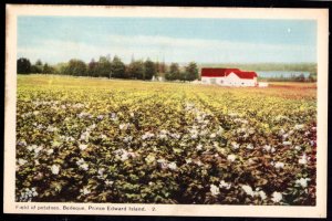 PEI BEDEQUE Field of Potatoes - WB PECO