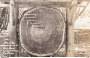 RP: Tree Cross Section , MUIR WOODS , California , 30-40s ; ZAN M-7