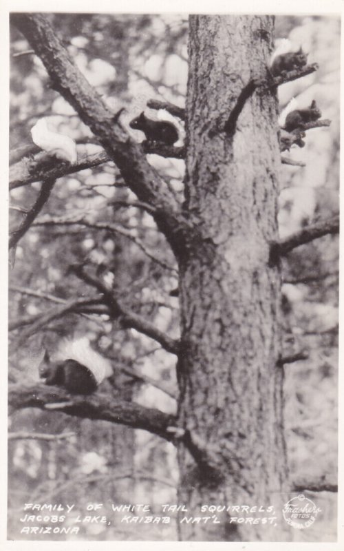 Arizona Kaibab National Forest Jackson Lake Family Of White Tail Squirrels Re...