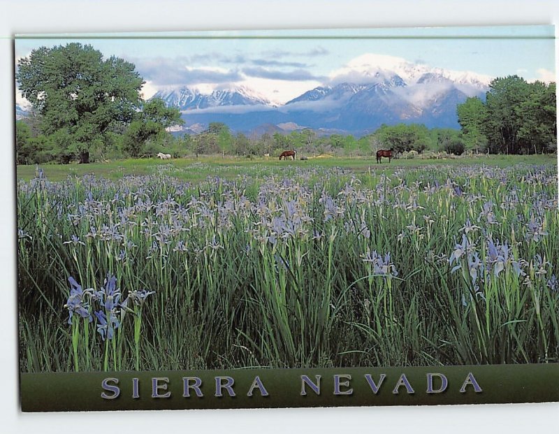 Postcard Wildflowers Sierra Nevada USA