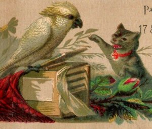 Lot Of 6 1880's Partridge & Richardson Bee Hive Children Cat Cockatoo P163