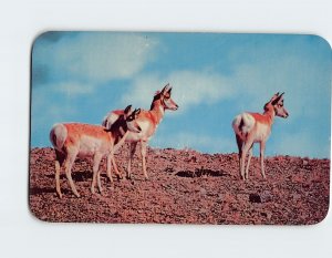 Postcard Group of Antelope on the prairies of Wyoming