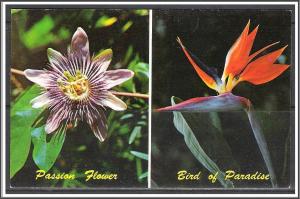 Florida, Sarasota - Jungle Gardens Flowers - [FL-071]