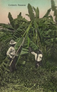 Costa Rica, C.A., Cortando Bananas (1910s) Postcard