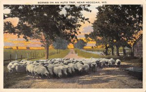 Necedah Wisconsin Sheep in Road Vintage Postcard AA41345