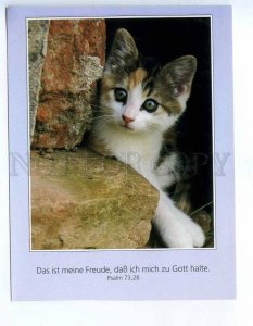 219062 GERMANY cat old postcard