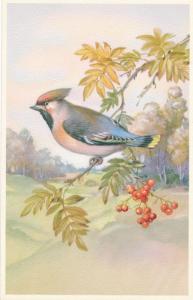 Beautiful Bird Painting - Bluebird - Blue Jay mix ? - Alfred Mainzer - WB