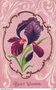 1900-1910s; Iris Flower, Best Wishes