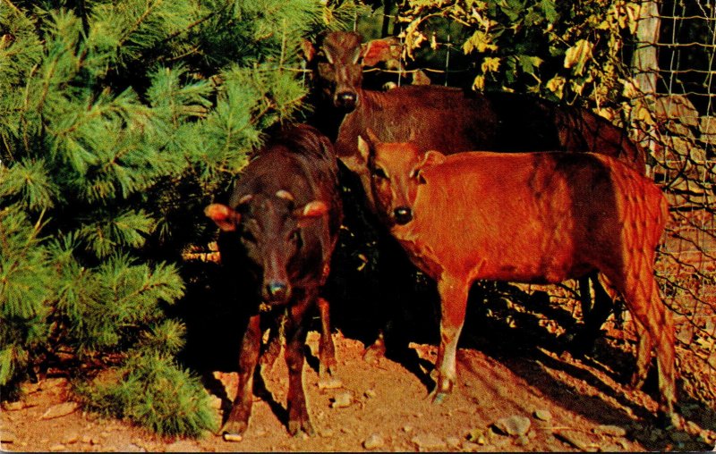 New York Catskill Game Farm Anoa Dwarg Buffalo Of Celebes