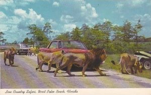 Florida West Palm Beach Safari Through Lion And Other Wild Animals At Lion Co...