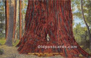 Mother Tree Big Basin, California, USA Logging, Timber 1947 