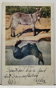 Pleasant Reflection A JACKASS 1906 udb Lincoln NE to Galesburg IL Postcard A18