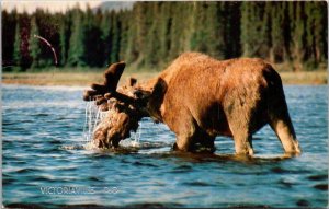 Canada Quebec Victoriaville The Moose