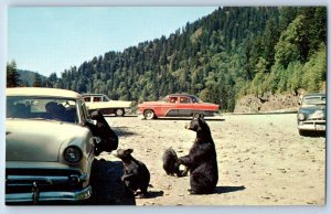 1960 Great Smoky Mountain North Carolina Postcard Bears Begging Food National