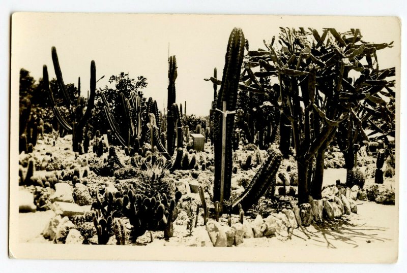 Postcard Multiple Species of Desert Cactus RPPC Standard View Card 