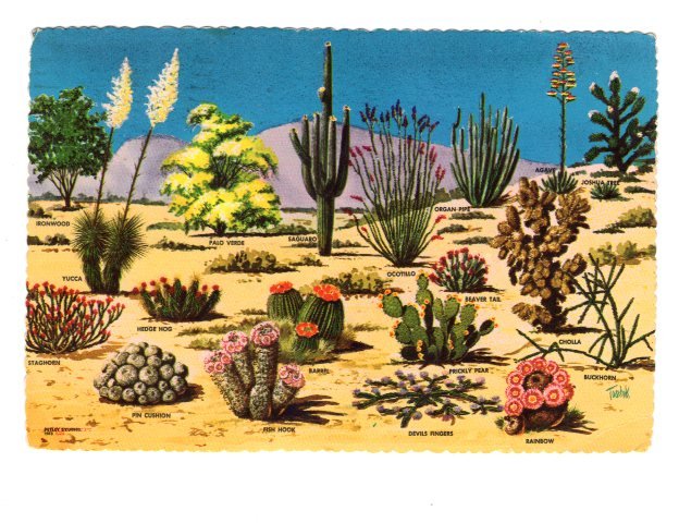 Cacti and Desert Flora of the Great Southwest, Used Arizona, 1976