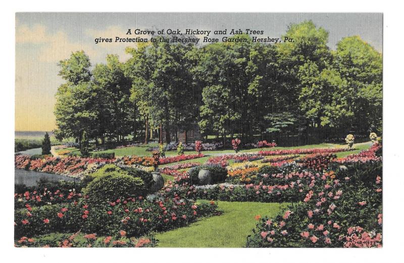 Hershey PA 2 Diff Linen Postcards Rose Garden Rebecca Statue and Tree Grove