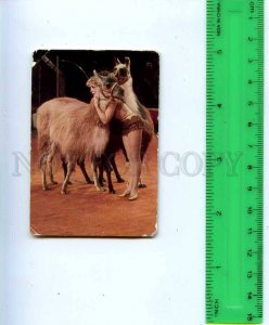 188668 USSR RUSSIA circus Lama Old CALENDAR 1984 year