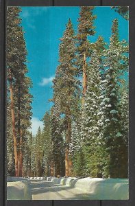 Washington - Winter In The Cascades - [WA-082]