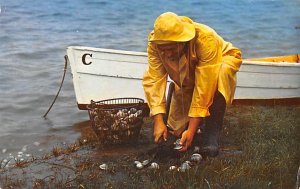 Clamming New England Coast Unused 