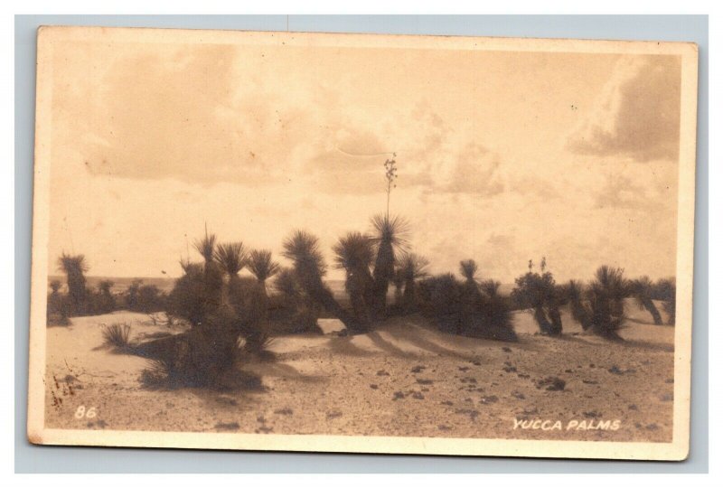 Vintage 1920's RPPC Postcard Yucca Palms & Desert Scene El Paso Texas