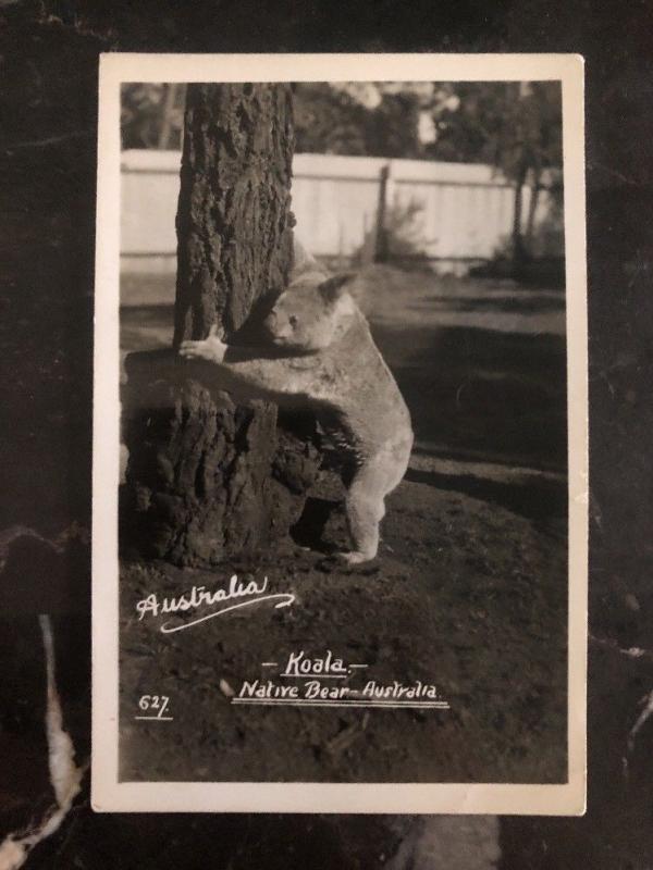 Mint Australia Real Picture Postcard Koala climbing the tree Native Bear