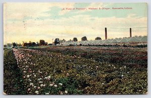 Newcastle Indiana~Field of Peonies Wailand & Olinger Greenhouses~c1910 Postcard