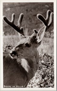 Deer Alberta Harry Rowed 112 Unused RPPC Postcard G10