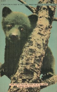 Vintage Postcard Bear Cub In Tree Great Smoky Mountains National Park Asheville