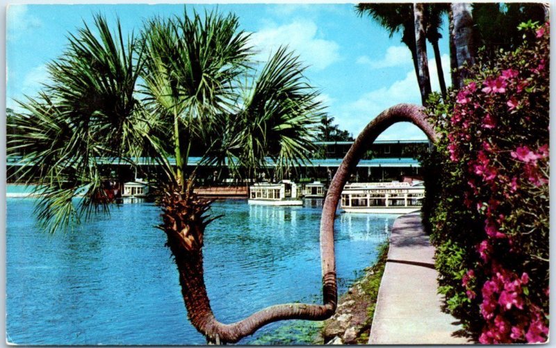 M-62966 The Horse-Shoe Palm At Silver Springs Florida