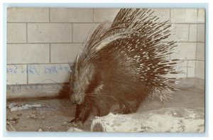 c1960’s Crested Porcupine Zoo from Africa and Orient Vintage Animal Postcard 