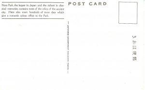 Japan - Nara. Deer Park