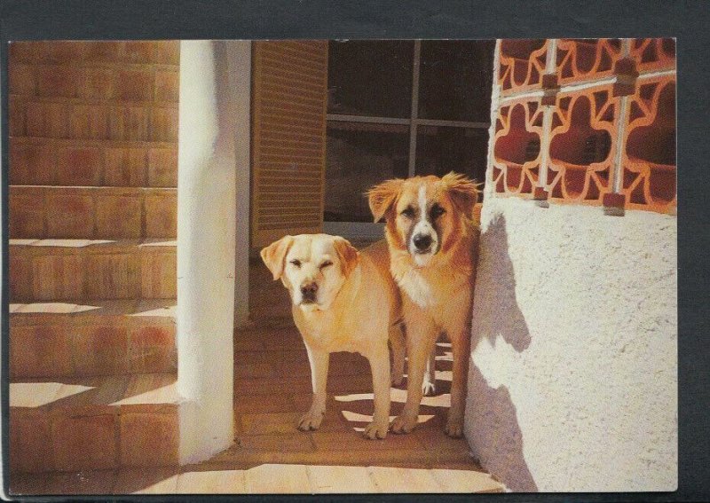 Advertising Postcard - Thought Factory Photograph Postcards - Two Dogs    T3585