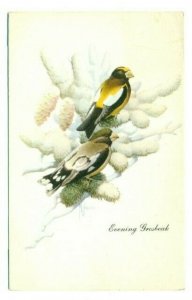 Postcard Evening Grosbeak Wild Bird Series FPC.