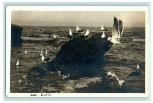 c1910 Sea Gulls at Cape Cod, Orleans, Massachusetts MA RPPC Photo Postcard