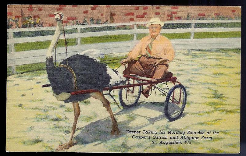 Casper's Ostrich Farm on a cart St Augustine FL unused c1951