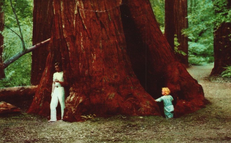 Vintage Postcard 1950's Muir Woods National Monument Mill Valley California CA