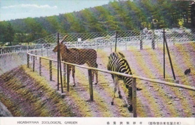 Japan Kyoto Zebras Higashiyama Zoological Garden