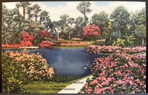 Vintage Postcard 1950 Winding thru Azaleas, Cypress Gardens, Winter Haven, FL