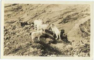 RPPC of Mountain Sheep in Mt. McKinley National Park, Alaska, AK, EKC Real Photo