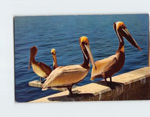 Postcard A peculiar bird is the pelican Louisiana USA