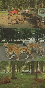 Woburn Wildlife Park Tigers & Traffic 3x 1970s Postcard s