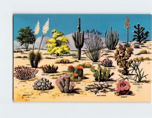 Postcard Cacti And Desert Flora Of The Great Southwest