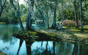 Vintage Postcard A Beautiful Florida Scene Silver River Silver Springs Florida