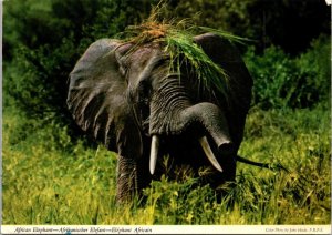 VINTAGE CONTINENTAL SIZE POSTCARD AFRICAN BULL ELEPHANT MAILED FROM SUDAN 1977